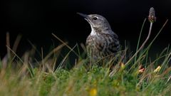 Irland 2011 -IV - Rock Pipit (Strandpieper)