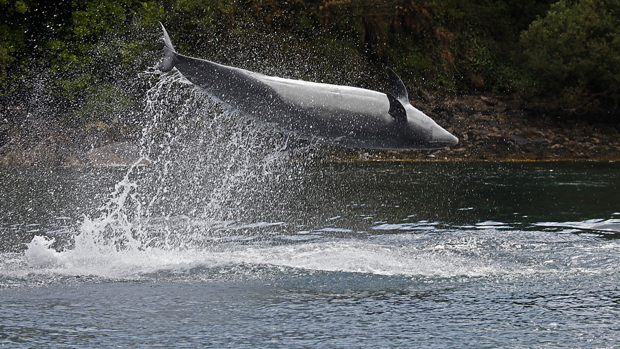 Irland 2011 - IX - Fungie, der Delfin von Dingle