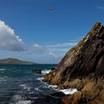 Irland 2011 - V - Blasket Islands