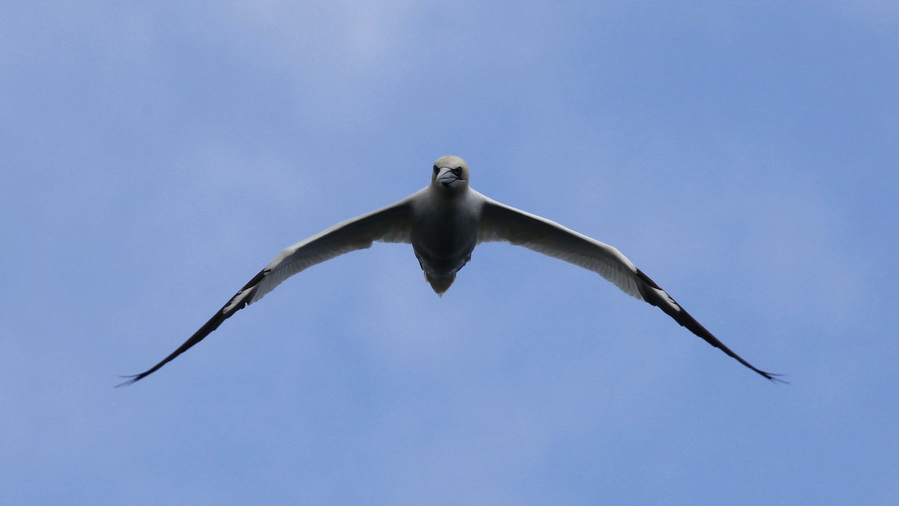 Irland 2011 - VII - Gannet (Basstölpel)