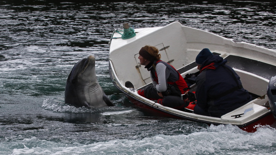 Irland 2011 - VIII - Fungie, der Delfin von Dingle