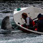 Irland 2011 - VIII - Fungie, der Delfin von Dingle