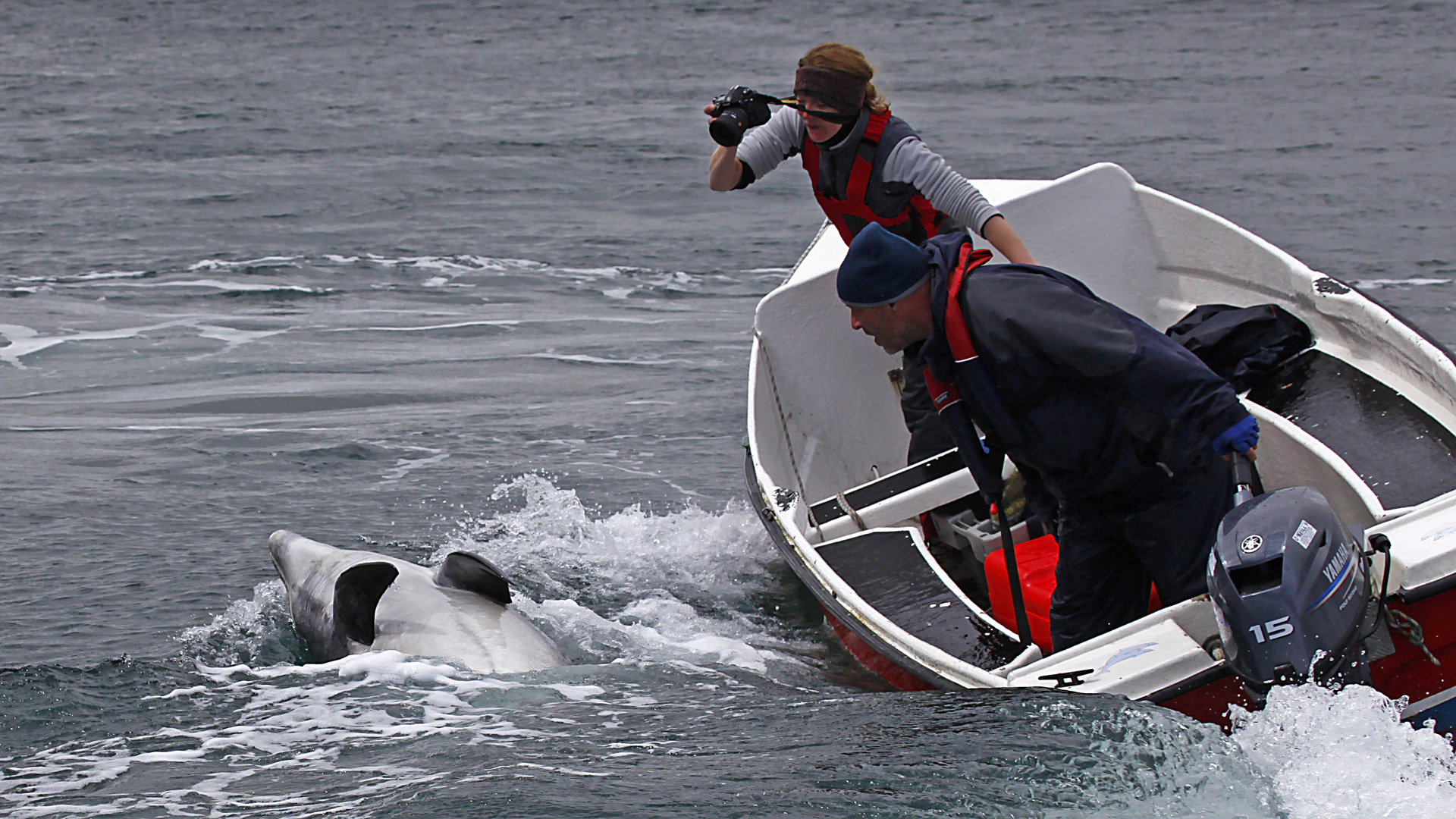 Irland 2011 - XI - Fungie, der Delfin von Dingle