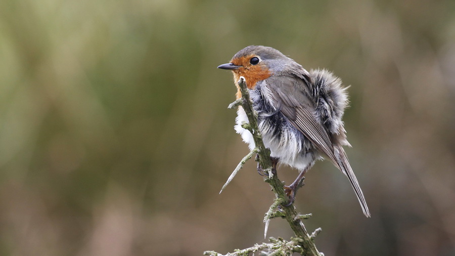 Irland 2011 - XII - Robin 1