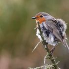 Irland 2011 - XII - Robin 1