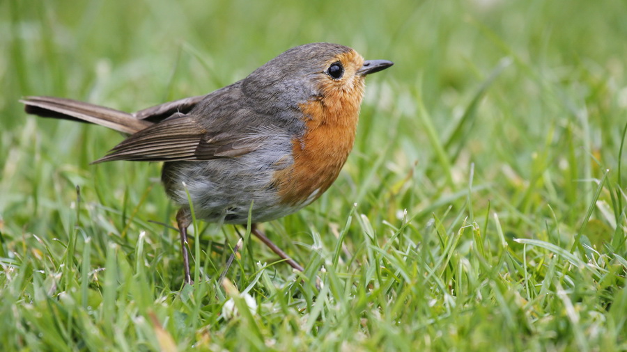 Irland 2011 - XIII - Robin 2