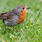 Irland 2011 - XIII - Robin 2