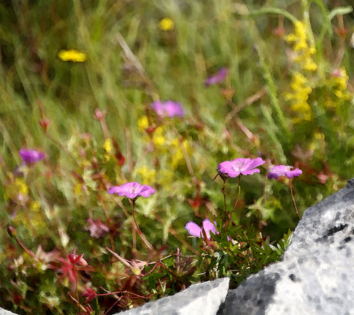 Irland - Burren