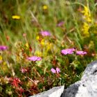 Irland - Burren