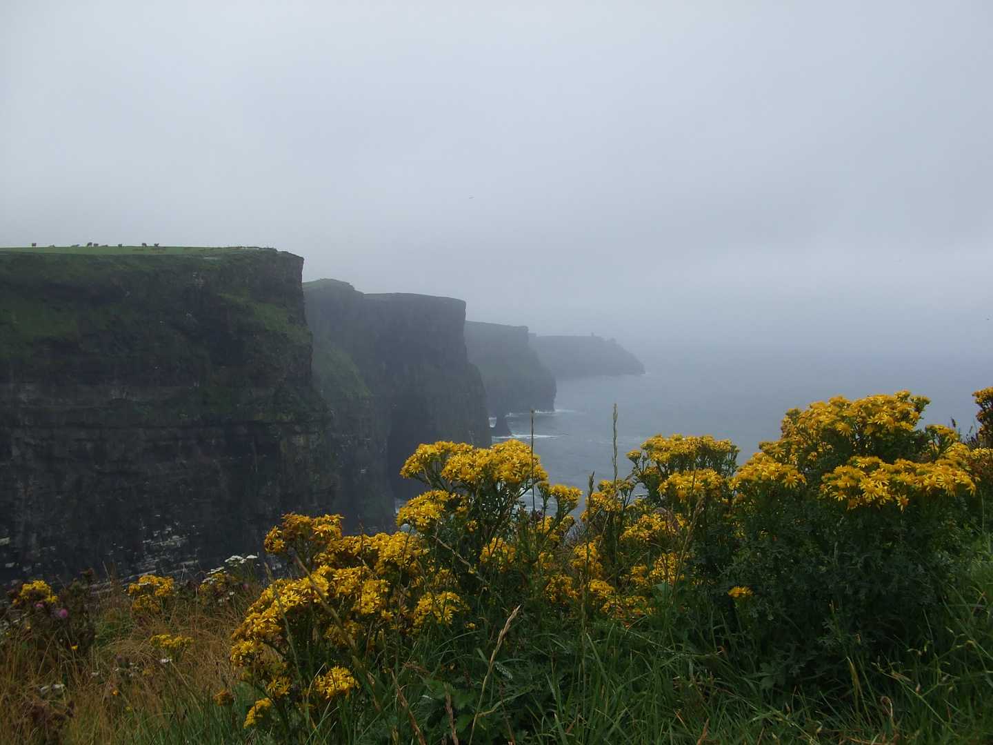 Irland cliffs of moher