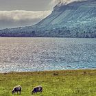 Irland - County Leitrim - Glencar Lake 