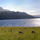 Irland - County Leitrim - Glencar Lake