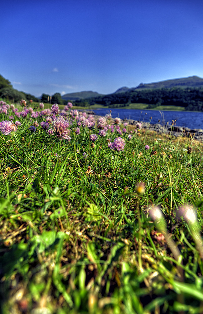 Irland - County Leitrim - Glencar Lake Vegetation