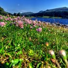 Irland - County Leitrim - Glencar Lake Vegetation