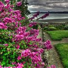 Irland - County Sligo - Alpine Garden