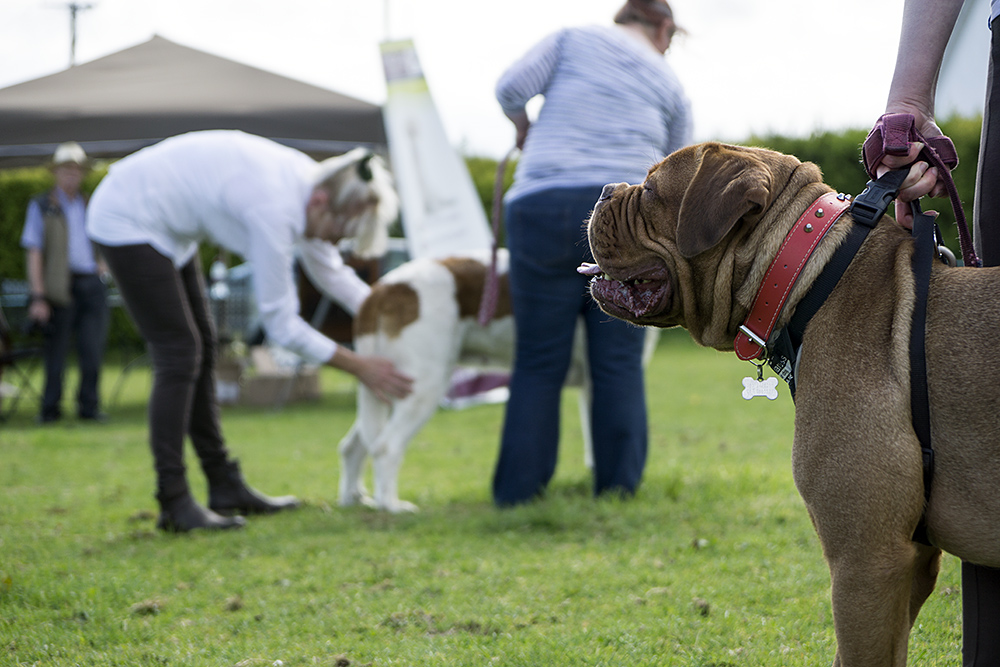 Irland - Dog & Pony Show