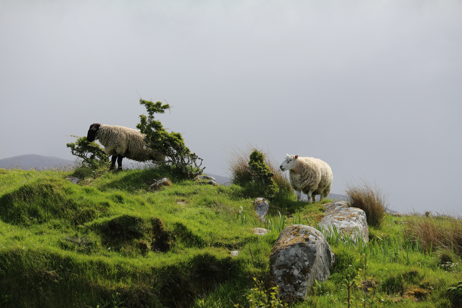 Irland - Ebony and Ivory