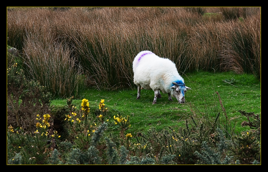 Irland - es "mäht"