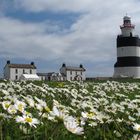 Irland I - Hook Head