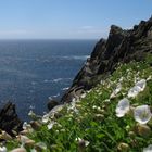 Irland IX - Skellig Michael 1