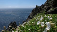 Irland IX - Skellig Michael 1