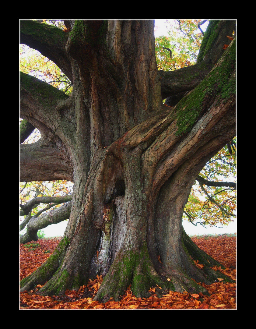 Irland ... Kastanie im Herbstkleid ... Lough Key