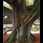 Irland ... Kastanie im Herbstkleid ... Lough Key