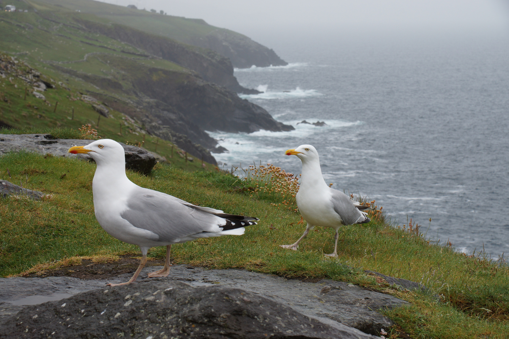 Irland, Ring of Dingle