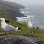 Irland, Ring of Dingle