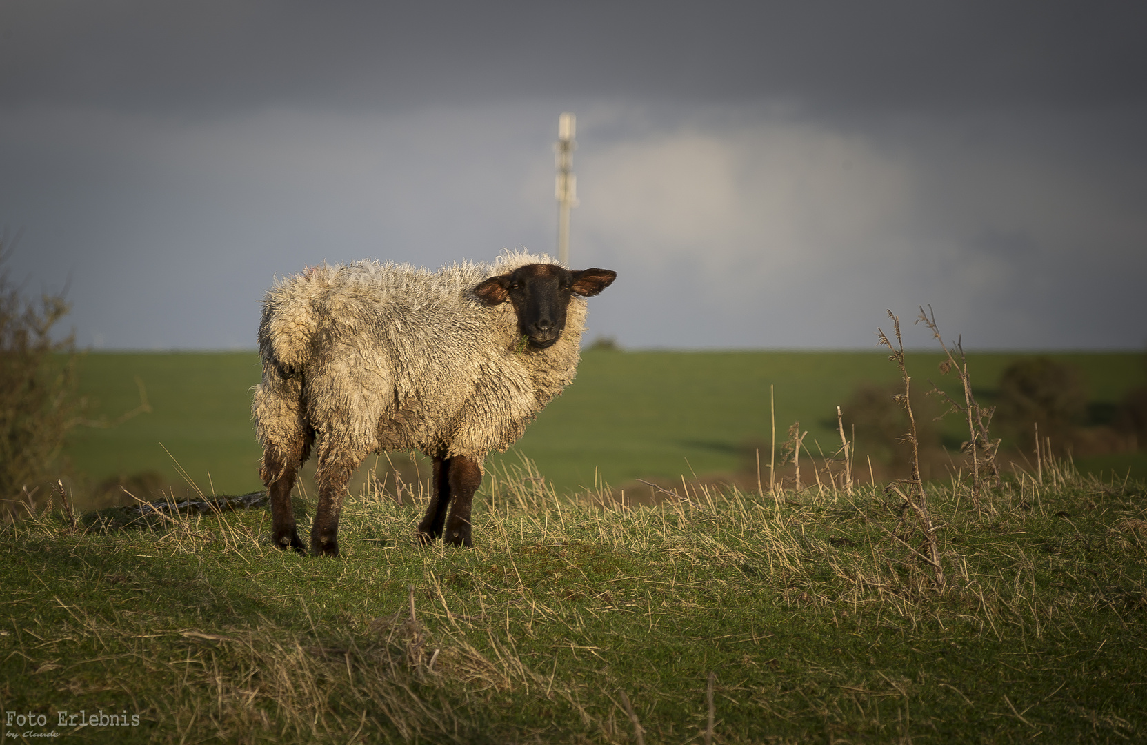 Irland Schaf Foto & Bild | tiere, wildlife, säugetiere Bilder auf fotocommunity