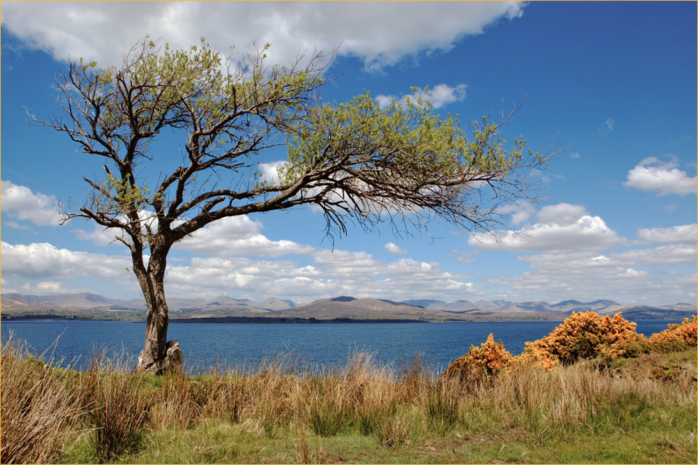 Irland-Serie 1 - Windbaum