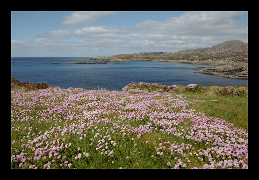 Irland-Serie 4 - Blumenpracht