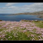 Irland-Serie 4 - Blumenpracht