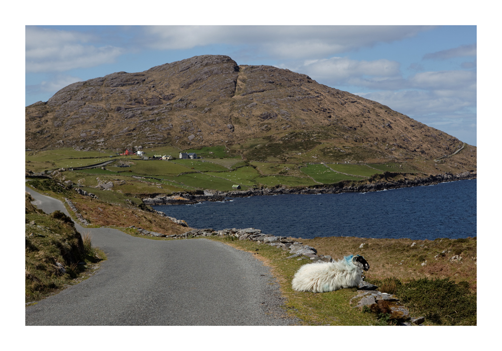 Irland-Serie 6 - Schaf-Siesta