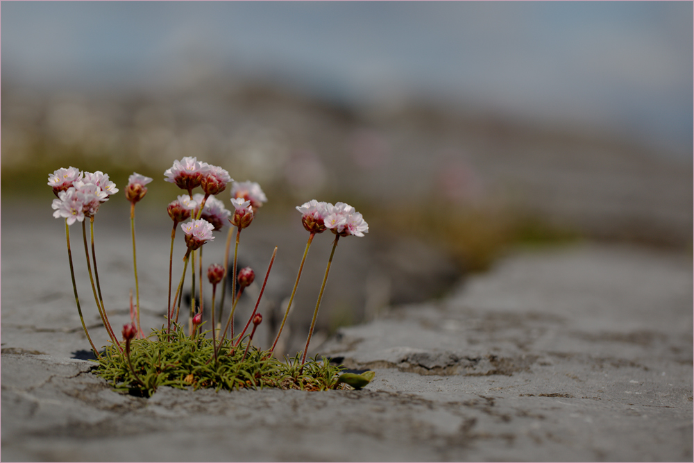 Irland-Serie 8 - Fels-Blumen