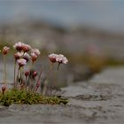 Irland-Serie 8 - Fels-Blumen