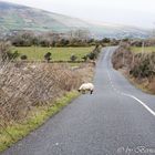 Irland Südwesten 2015