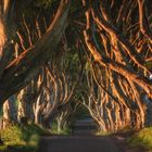 Irland - The Dark Hedges