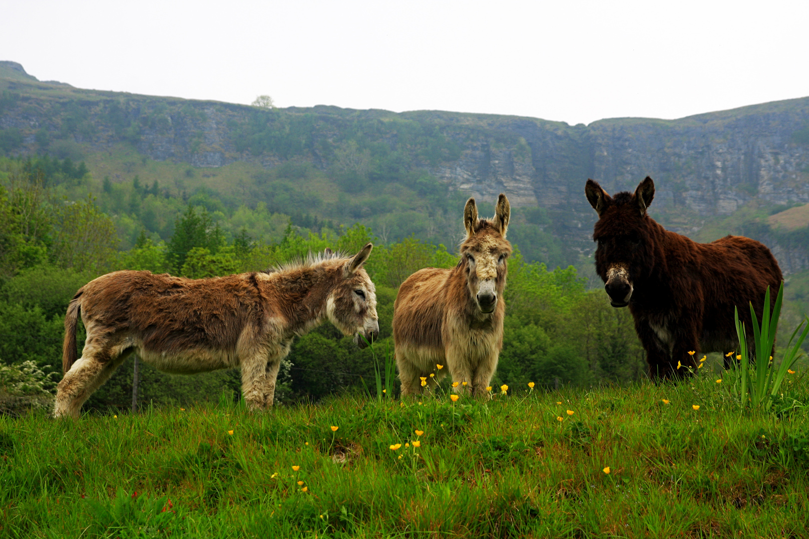 Irlandreise 2017...072 County Sligo