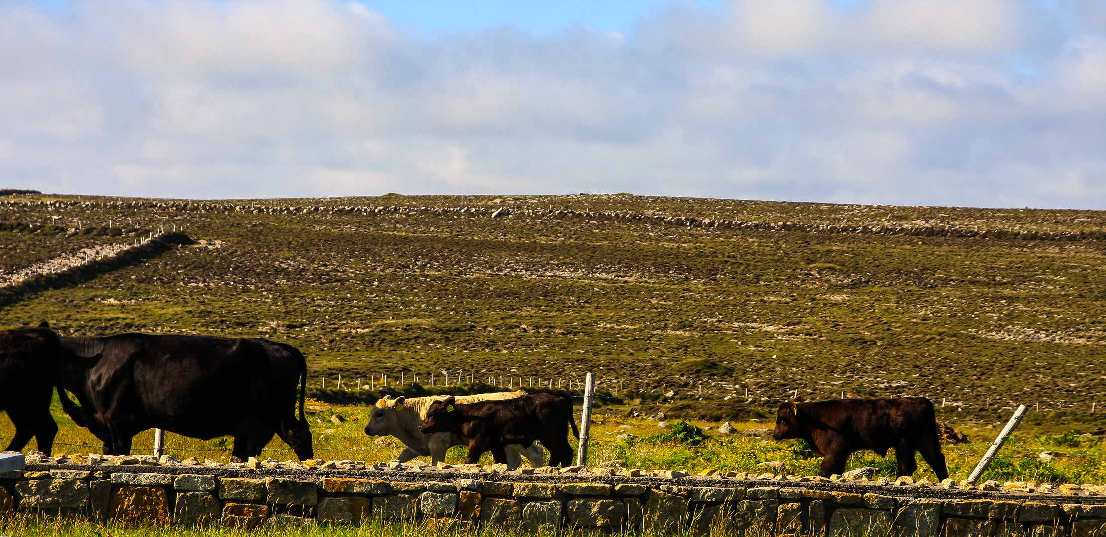 Irlandreise 2017...336.2   County Mayo