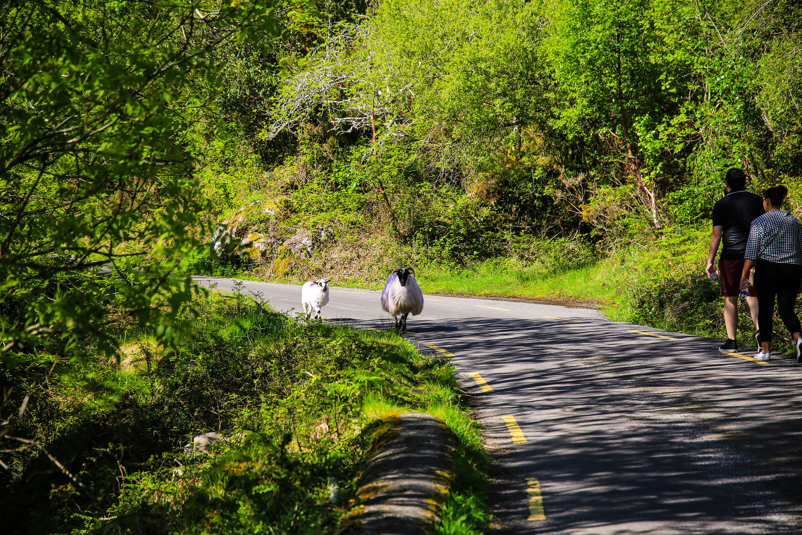 Irlandreise  2018 County Kerry...366