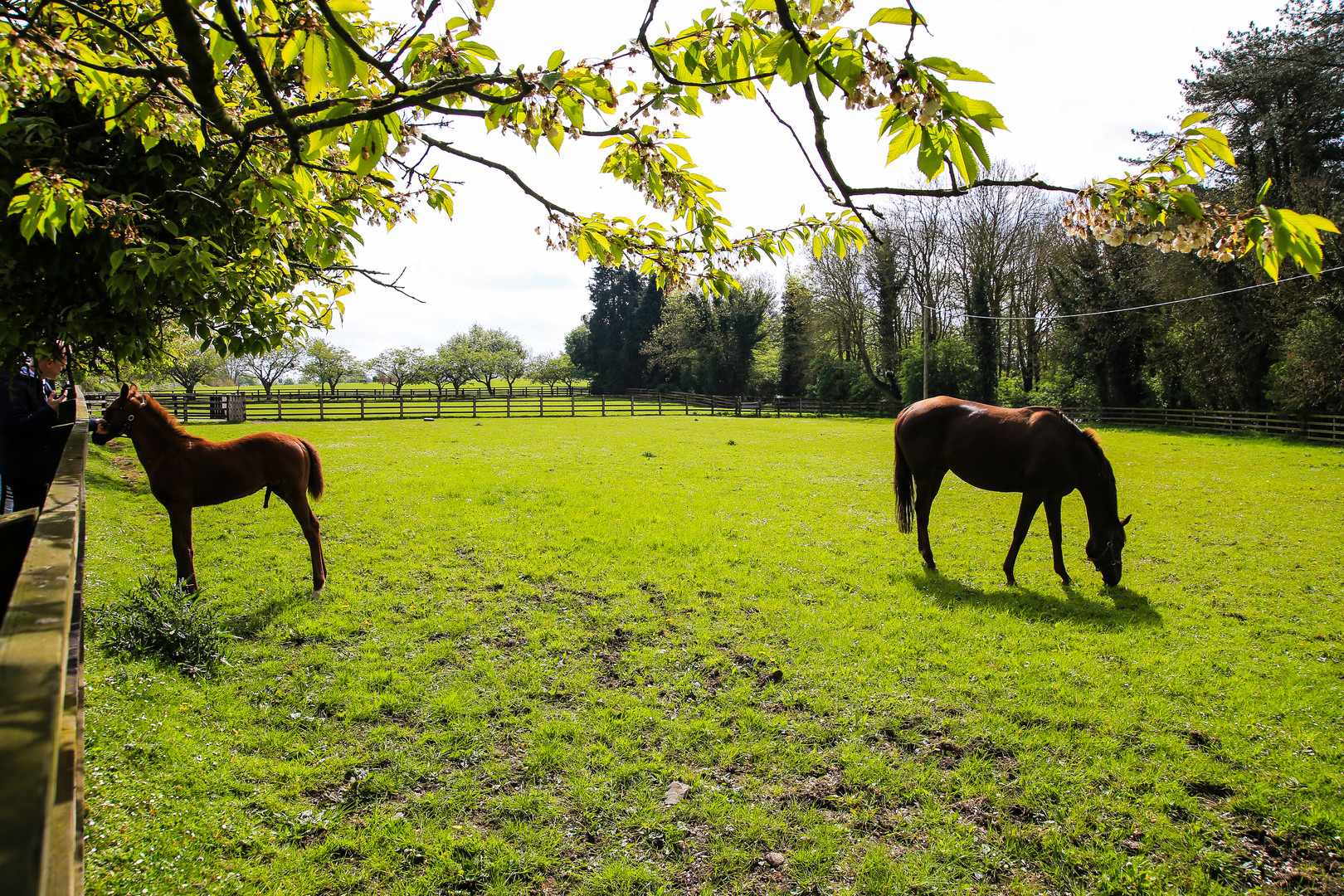 Irlandreise  2019...Kildare...034