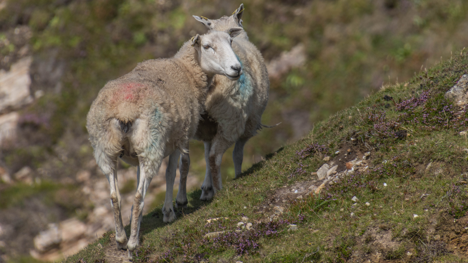 Irlands Schafe
