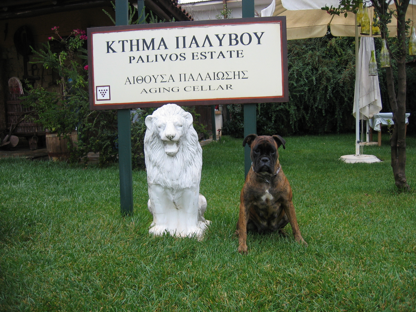 Irma die Hundedame und der Löwe von Nemea