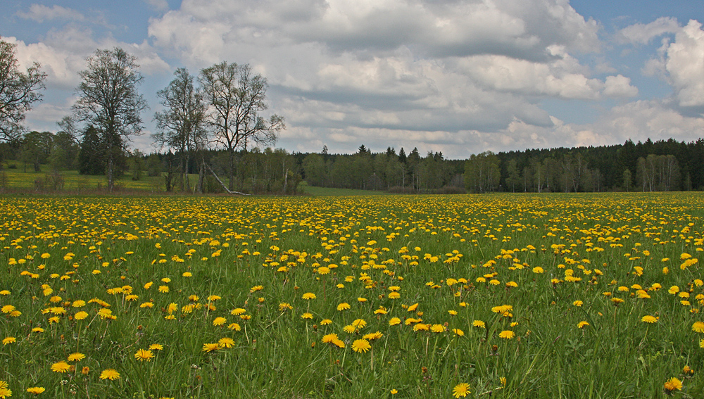 Irndorfer Hardt