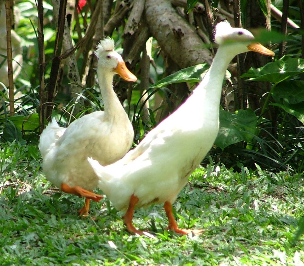 Irokesen auf Bali