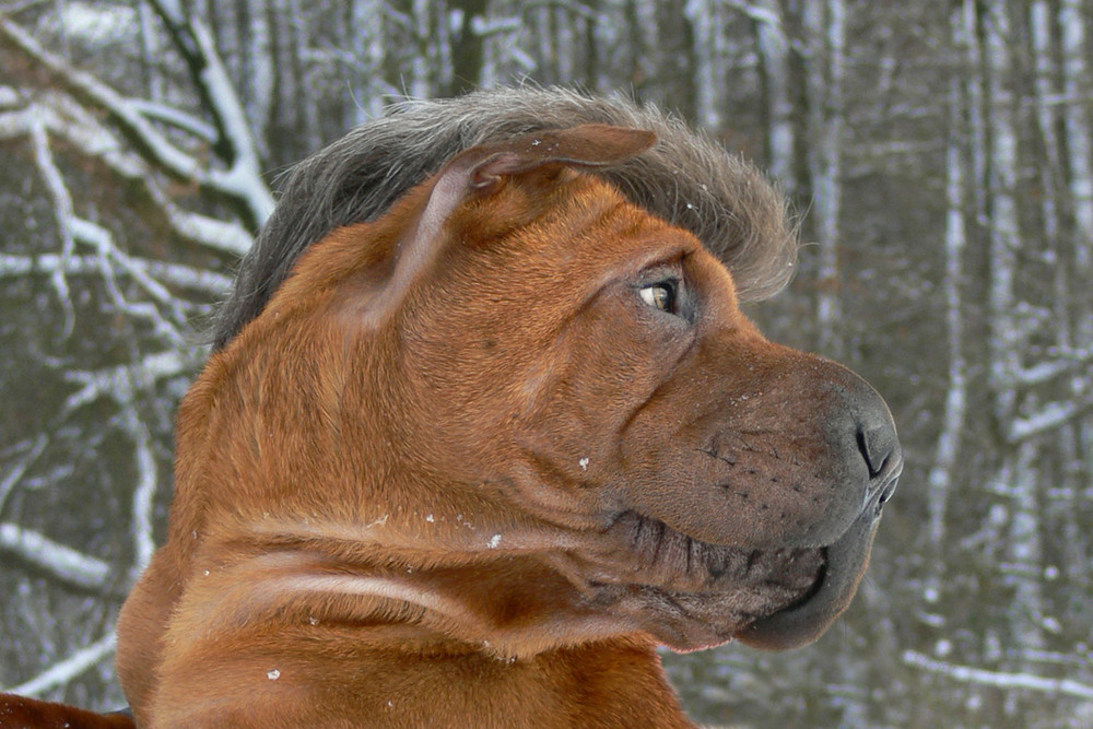 Irokesen Shar-Pei !