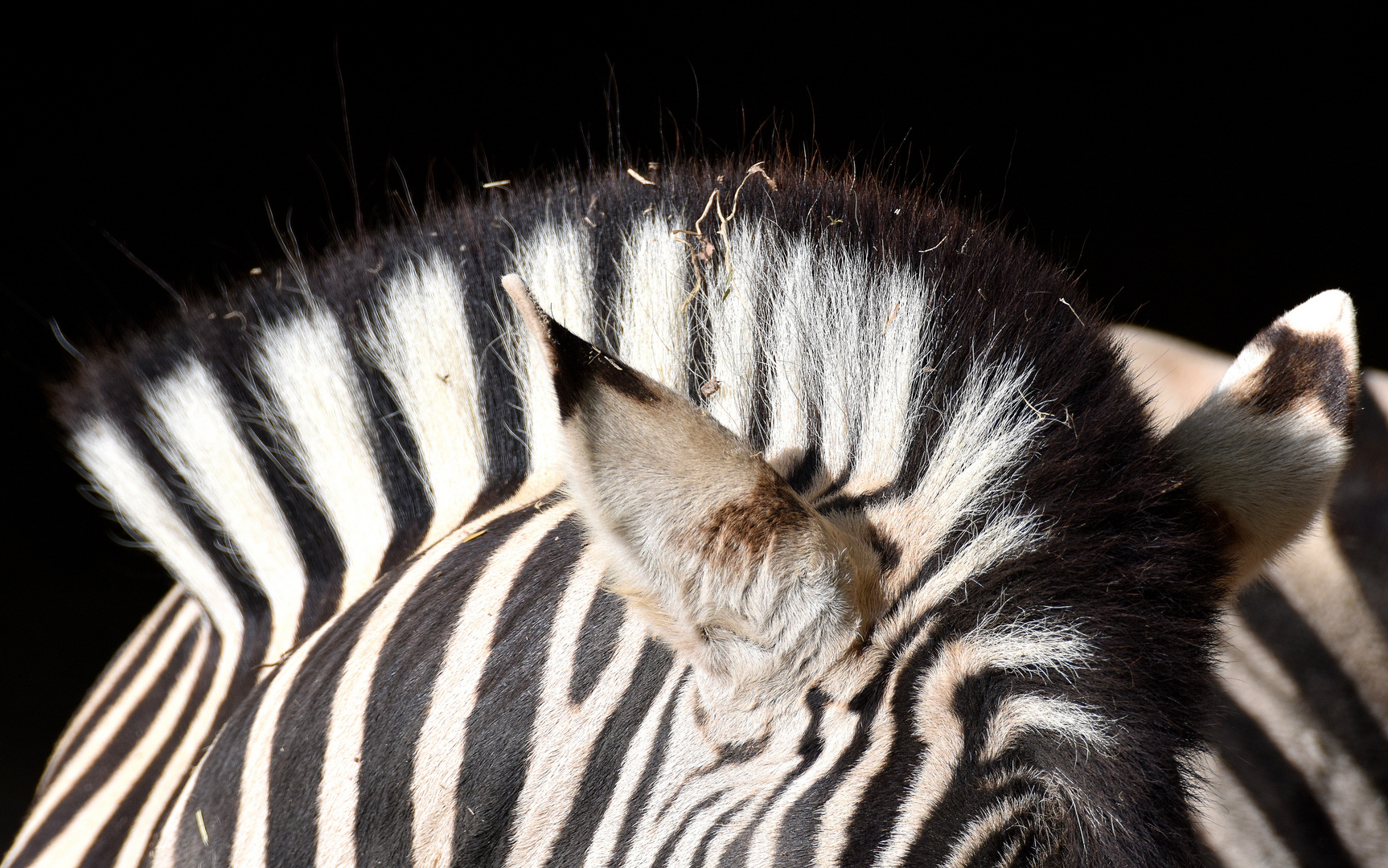 Irokesenmähnen-Zebra