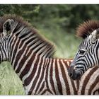 IROKESE.ZEBRAS