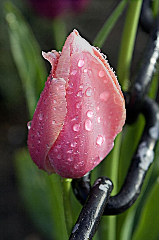 iron flower tulip